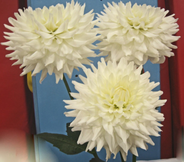 Dahlia ' B. J. BEAUTY '   (M.D.)   Clarke  UK  1976   Aylesbury Show 2010  (David Brown)